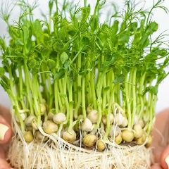 Микрозелень Балаково