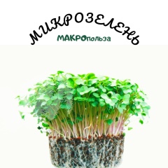 Микрозелень |Магнитогорск|
