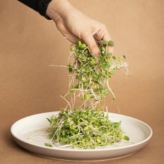 MicroGreens | МикроЗелень | АША