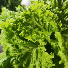 GreenPanter