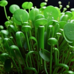 микрозелень FreshMicro