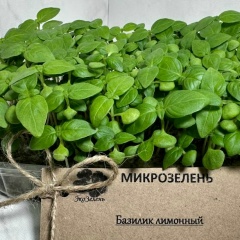Микрозелень бэби-лиф г. Шахты