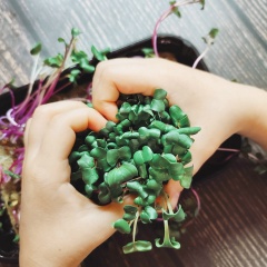Микрозелень/Green_box16/Нижнекамск